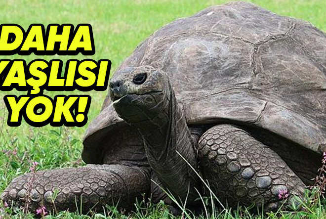 Dünyanın En Yaşlı 7 Hayvanı İle Tanışın! (Biri Guinness Dünya Rekoru’nu Elinde Tutuyor)