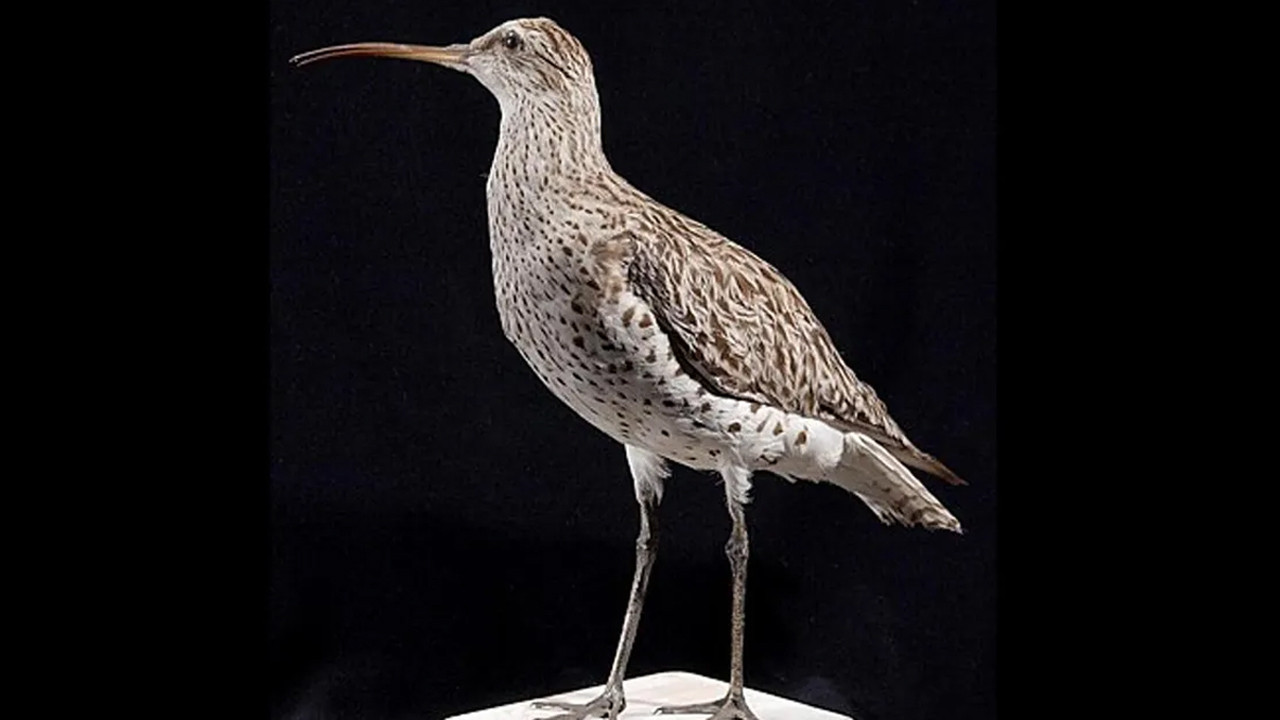 birkac yil once aramizda dolasiyorlardi artik yoklar cYF3x9iw.jpg