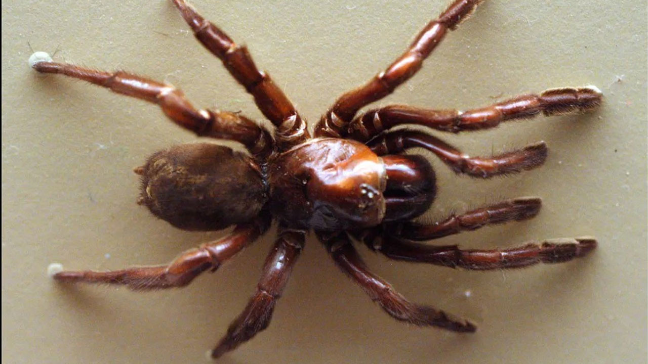 en uzun sure yasayan orumcek oldugu yasa inanamayacaksiniz lWvpNHC4