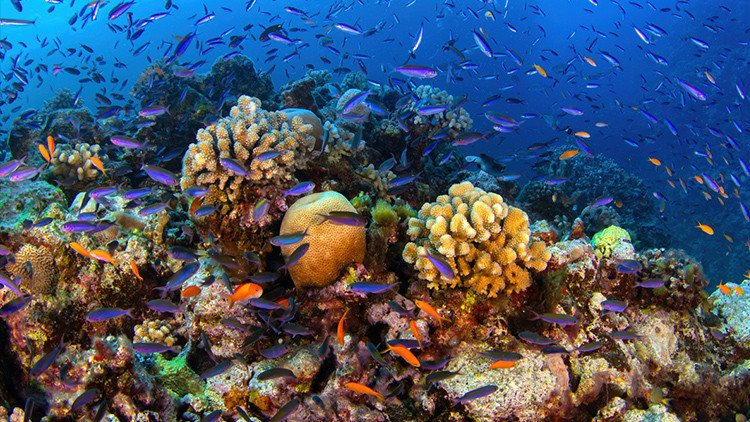 kuresel isinma mercan resifleri artik yasam desteklemiyor DwJyQVYK.jpg