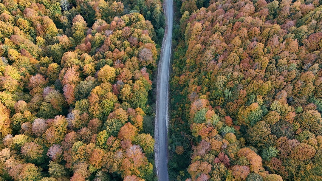 longoz ve istranca ormanlarinda gorsel solen r266TGFu.jpg