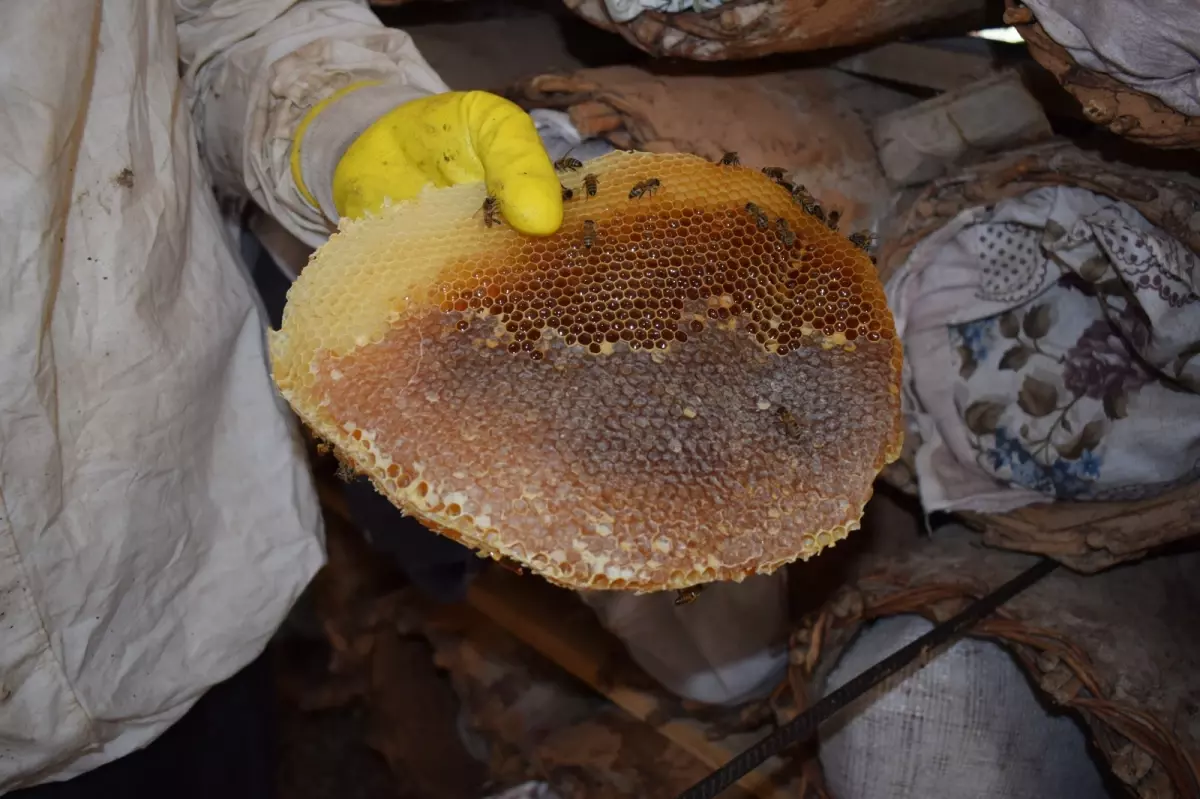 sasonda geleneksel kara kovan ariciligi EqmvUn7Q