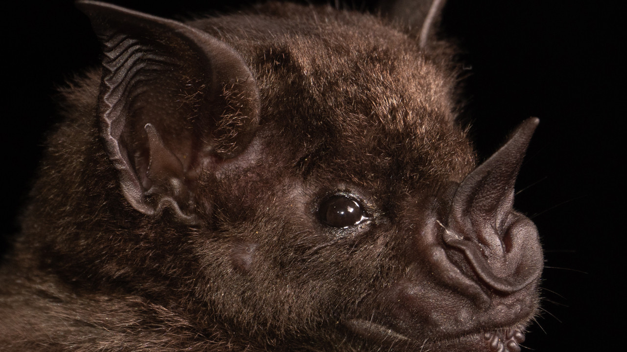 yeni koronavirus salgini alarmi basrolde yine yarasalar var OmNwZv9t.jpg