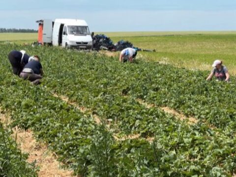 Bu meyveyi hasat eden 2 günde 1 aylık maaş kazanıyor